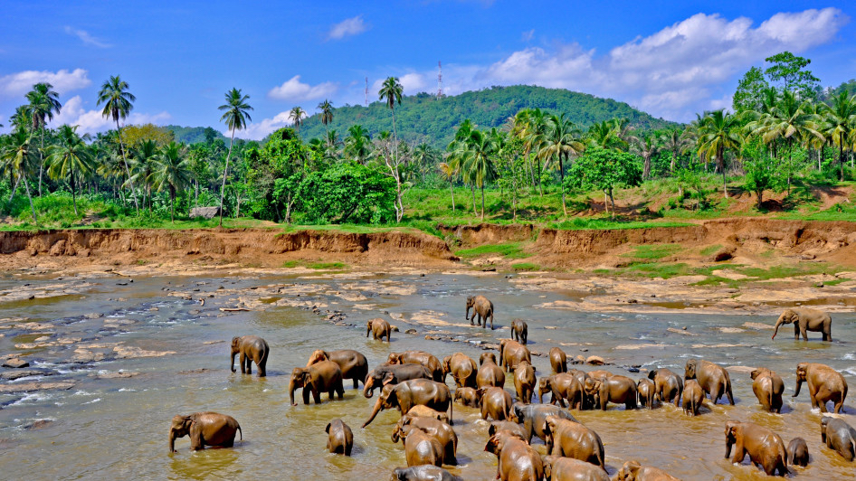 Éléphants, Sri Lanka