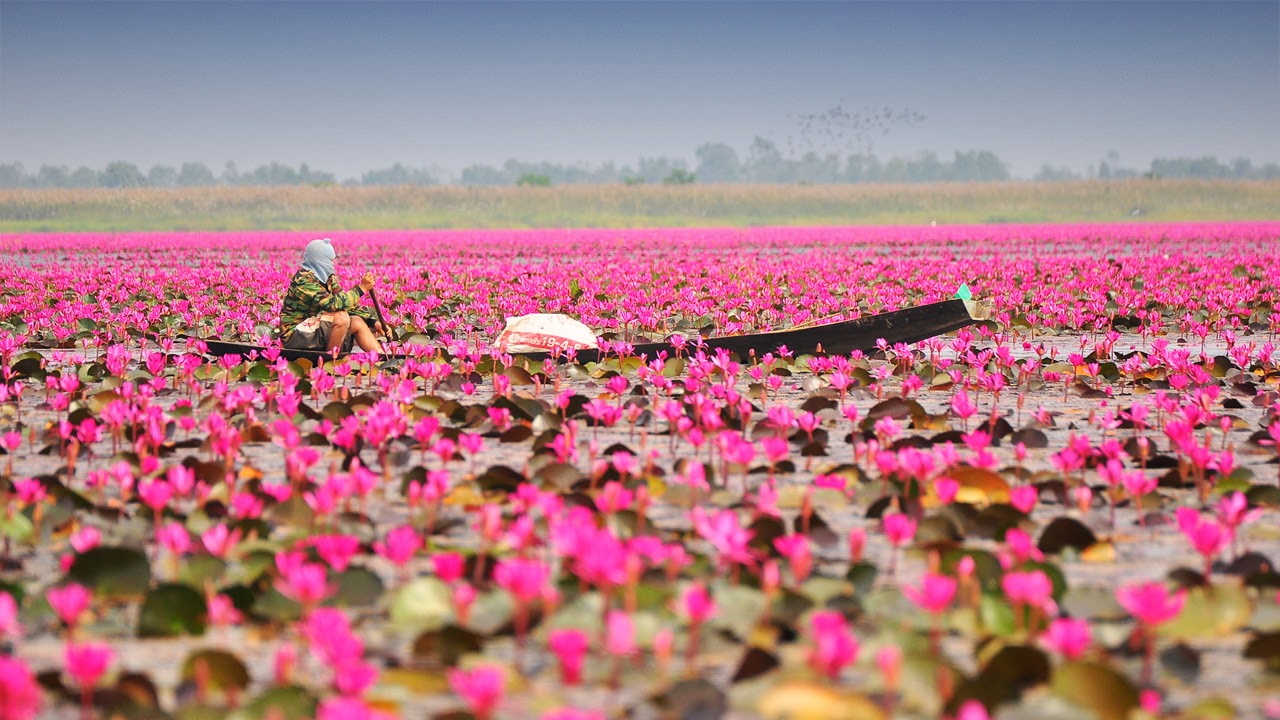 Lac aux lotus, Udon Thani, Thaïlande