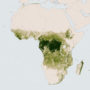 Afrique – Forêts (hauteur des arbres en 2014)