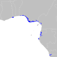 Afrique – Golfe de Guinée, Mangroves