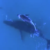 Baleines et dauphins nagent ensemble