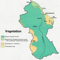 Guyana – végétation