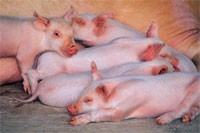 Grippe porcine : carte de suivi de l’épidémie